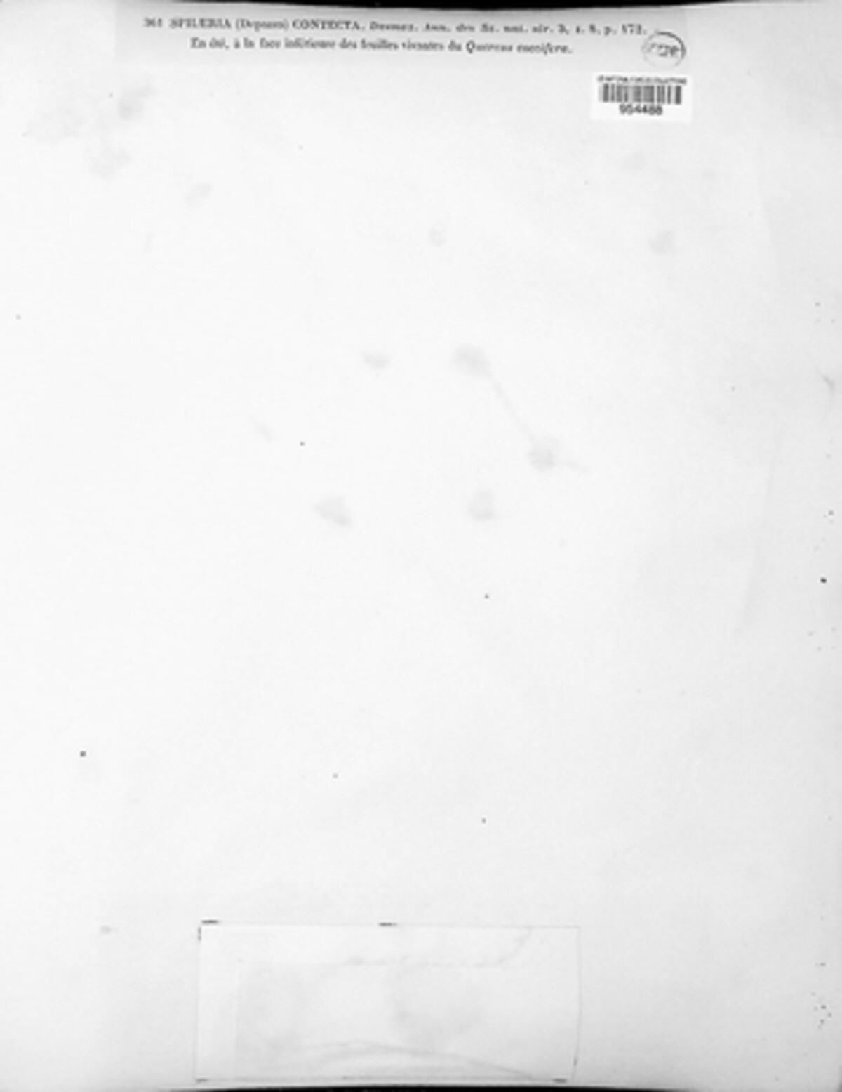 Hyponectria contecta image